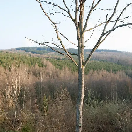 Perfect Spot On The Edge Of A Large Wood * Awenne