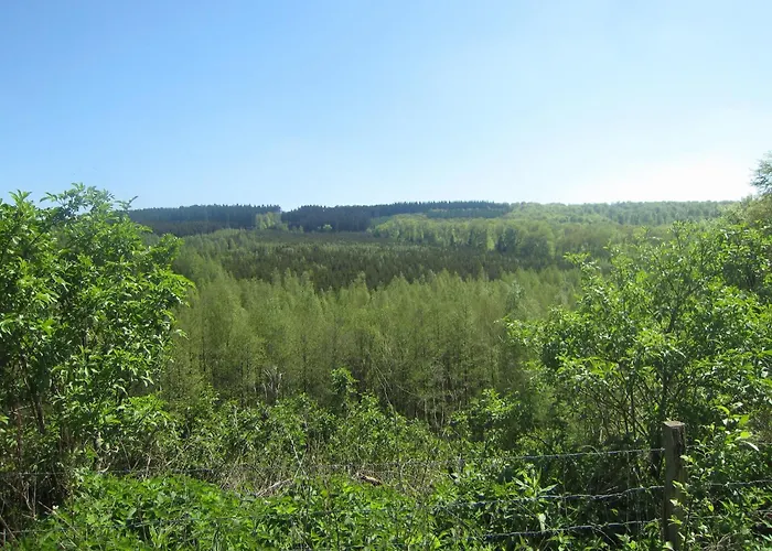 Cozy Forest In Holiday home *